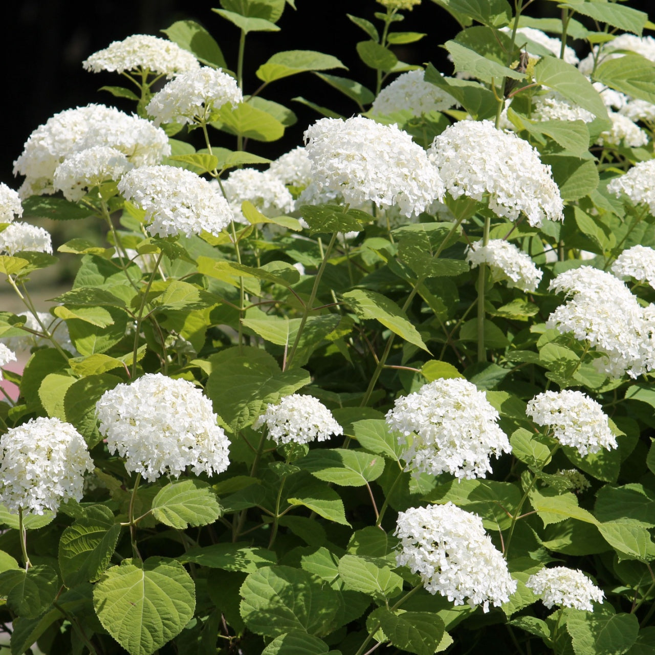 Smooth Hydrangea Shrub