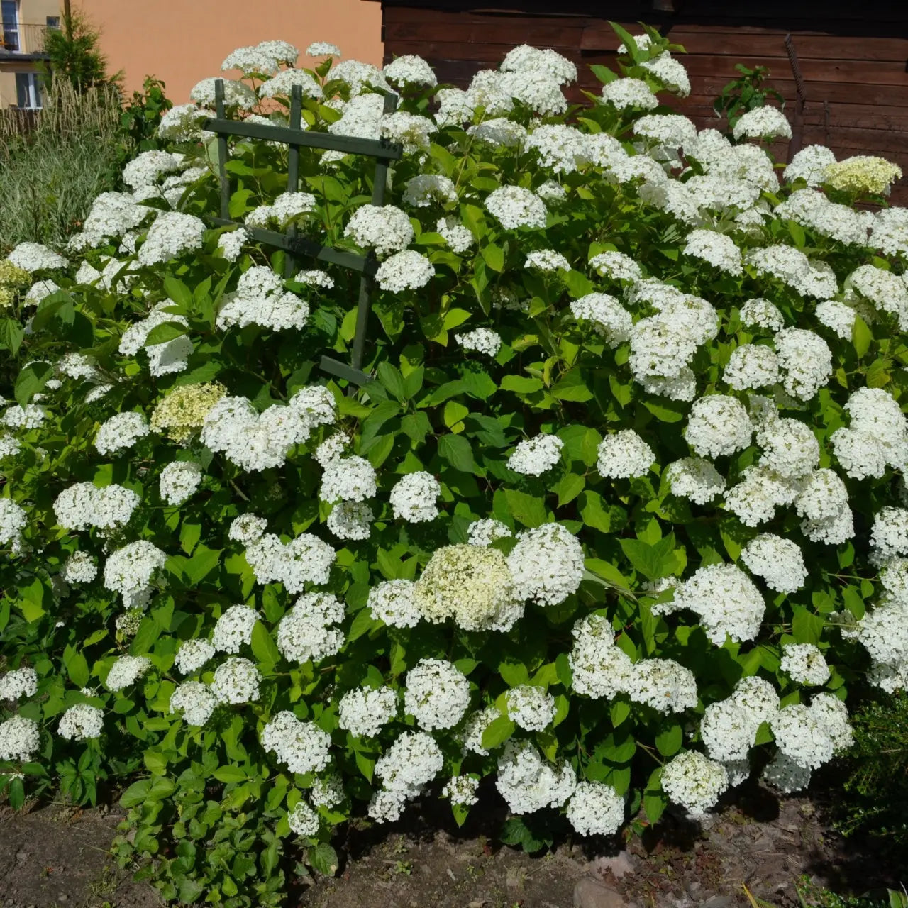 Smooth Hydrangea lush white bush with green leaves on trellis