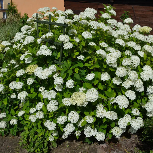 Smooth Hydrangea lush white bush with green leaves on trellis