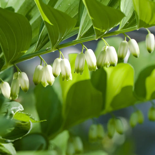 Delicate bell-shaped white Solomon’s Seal flowers on green stem