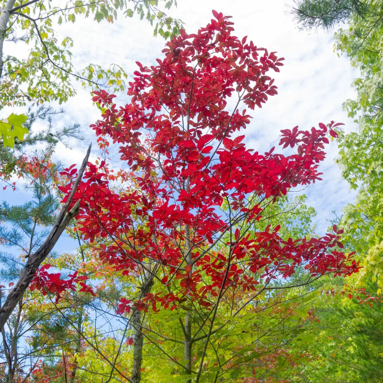 Vibrant red sourwood tree with glossy lobed leaves against green foliage and sky