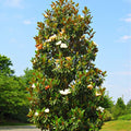 Southern Magnolia tree with lush green leaves and large white flowers