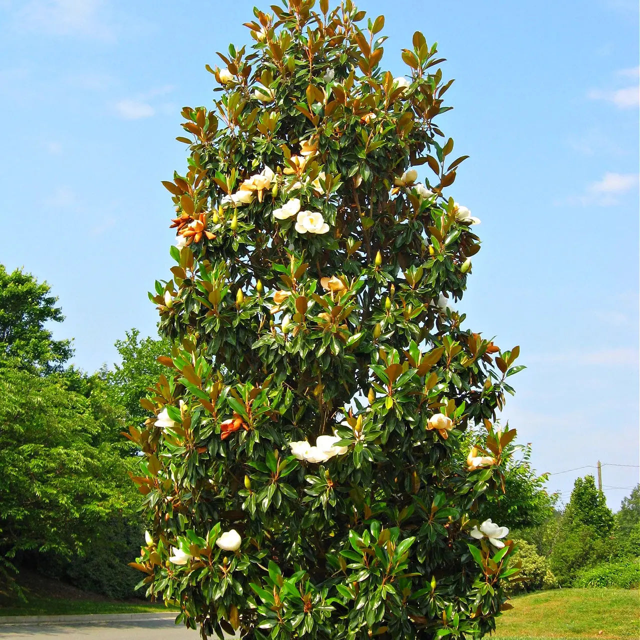 Southern Magnolia tree with lush green leaves and large white flowers