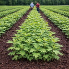 Rows of Southern Red Oak seedlings in vibrant green lines on dark soil