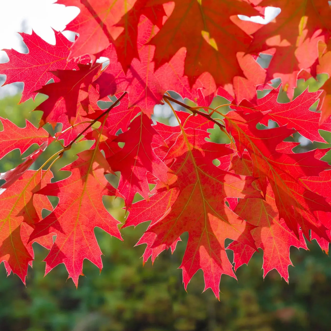 Vibrant red Southern red oak leaves with serrated edges on slender branch