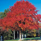 Vibrant red maple tree with dense autumn canopy for Southern Red Oak Seedlings