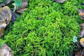 Vibrant sphagnum moss with feathery fronds among fallen leaves