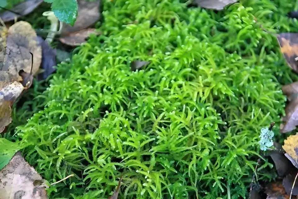Vibrant sphagnum moss with feathery fronds among fallen leaves
