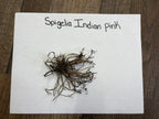 Cluster of dried Fire Pink spigelia indian pink roots with slender stems
