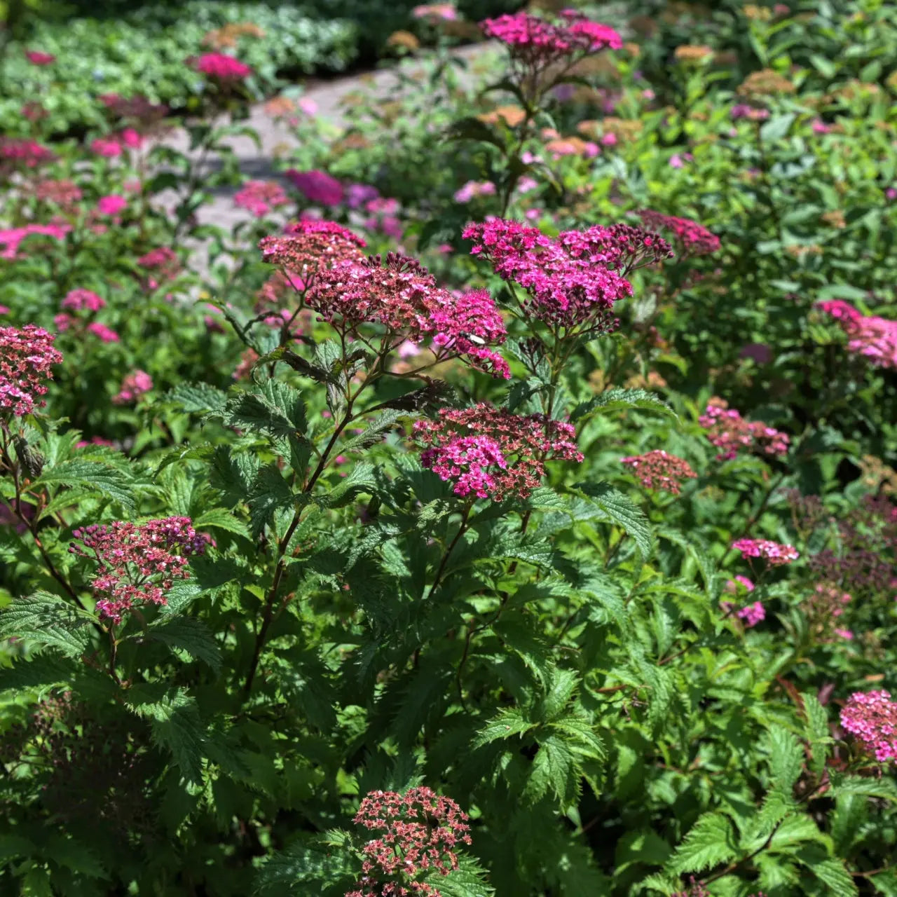Vibrant pink flower clusters on Spiraea Japonica Shrub with serrated green leaves