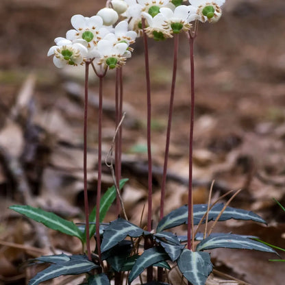 Spotted Wintergreen plant with white flowers, green centers, and variegated leaves
