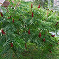 Staghorn sumac tree with lush green leaves and vibrant red cone-shaped berry clusters