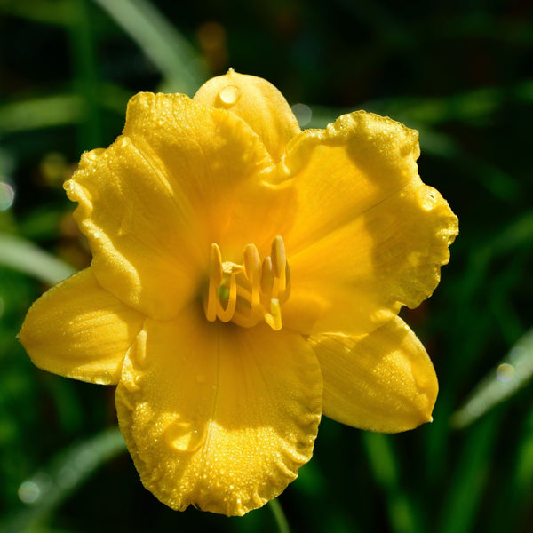 Stella De Oro Daylily