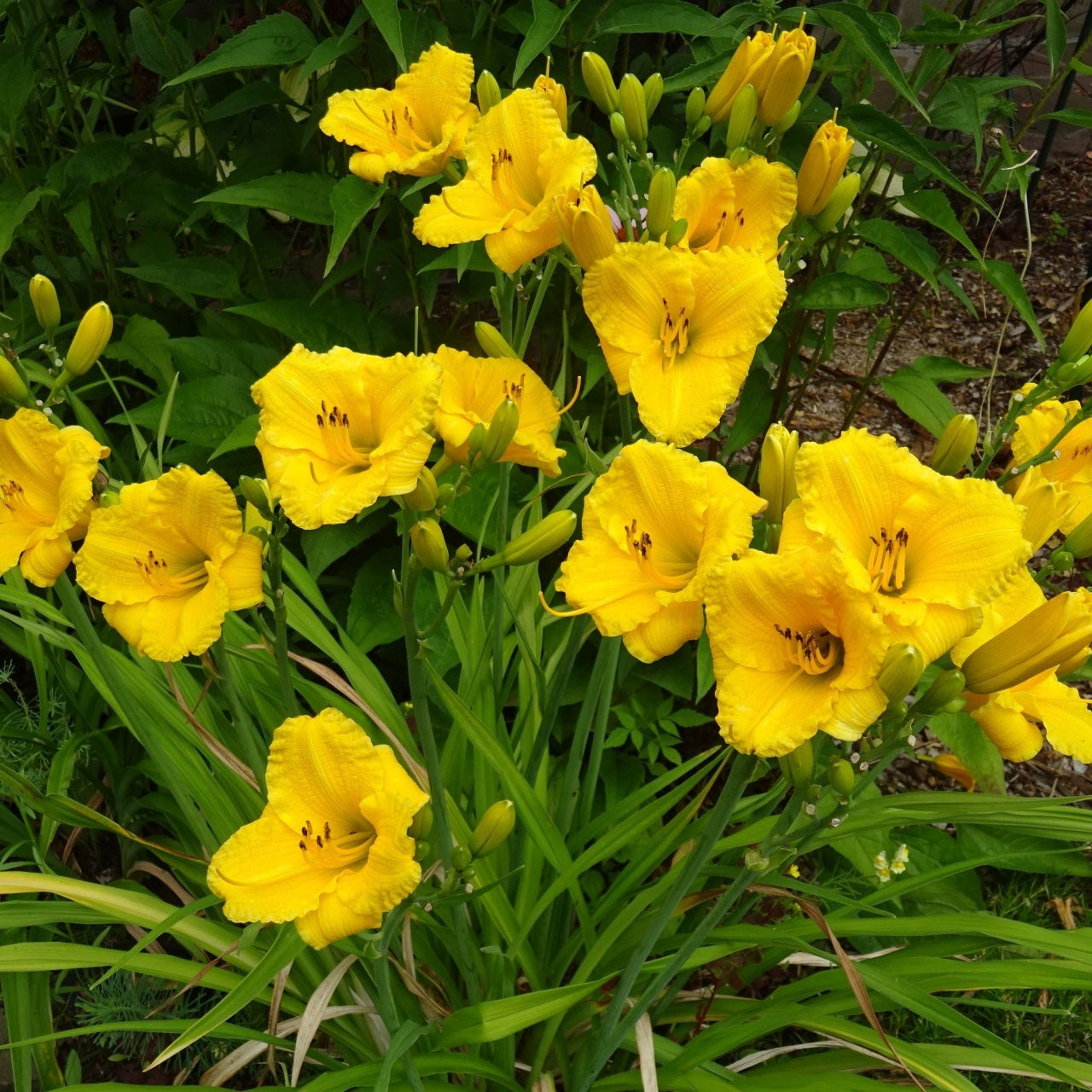 Stella De Oro Daylily Plants