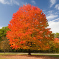 Vibrant orange sugar maple tree with full rounded canopy against blue sky
