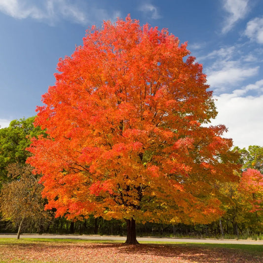 Vibrant orange sugar maple tree with full rounded canopy against blue sky