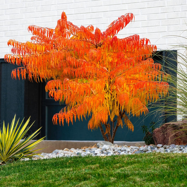 Sumac Shrub