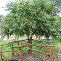 Vibrant red cone-shaped flower cluster on Sumac Tree with lush green compound leaves
