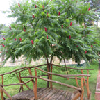 Vibrant red cone-shaped flower cluster on Sumac Tree with lush green compound leaves