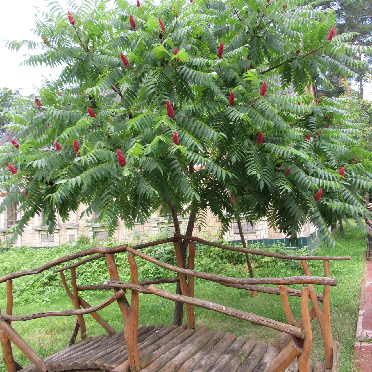 Vibrant red cone-shaped flower cluster on Sumac Tree with lush green compound leaves