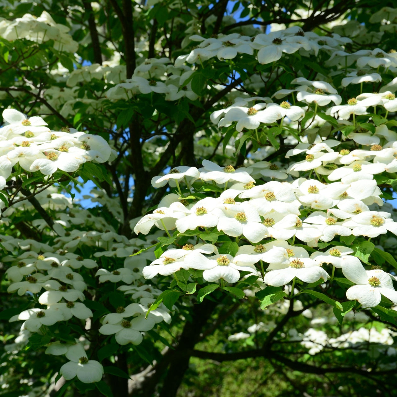 Sweet Bay Magnolia 