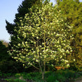 Sweet Bay Magnolia tree with delicate white blossoms and green foliage