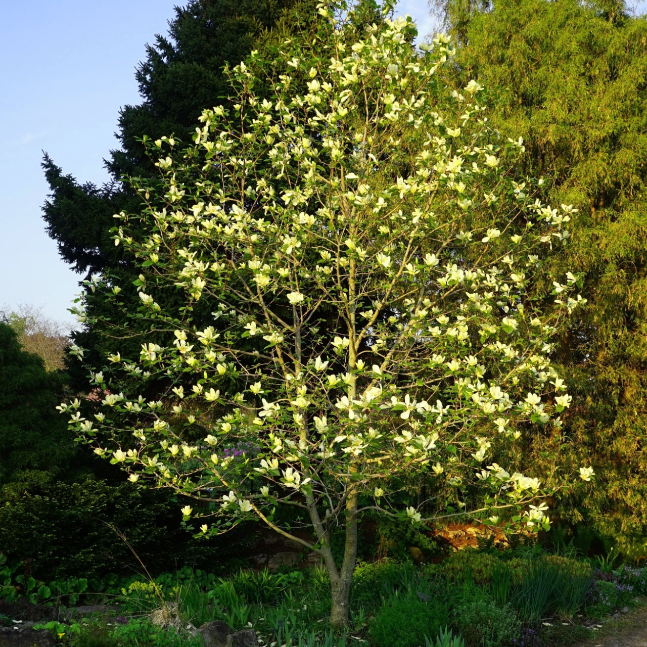 Sweet Bay Magnolia Shrub