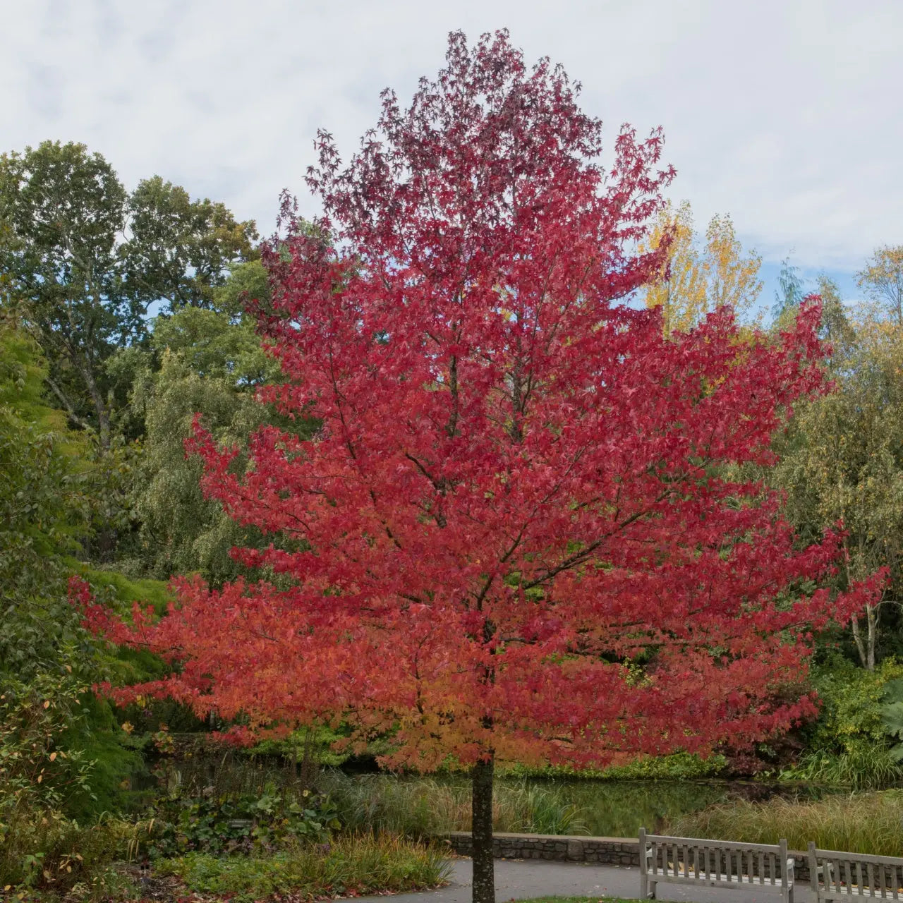 Vibrant red maple tree with full rounded canopy in autumn garden, Sweet Gum Tree