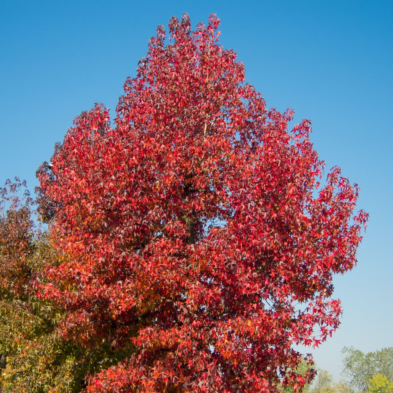 Sweet Gum Trees