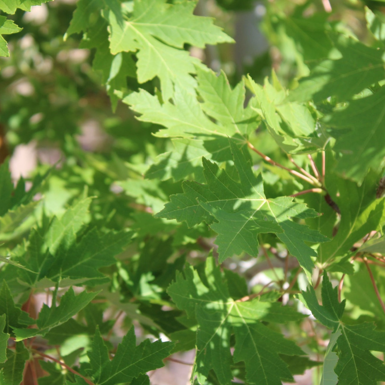 Sycamore Seedlings