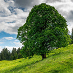 Lush full-bodied Sycamore Tree with dense green foliage on grassy hill