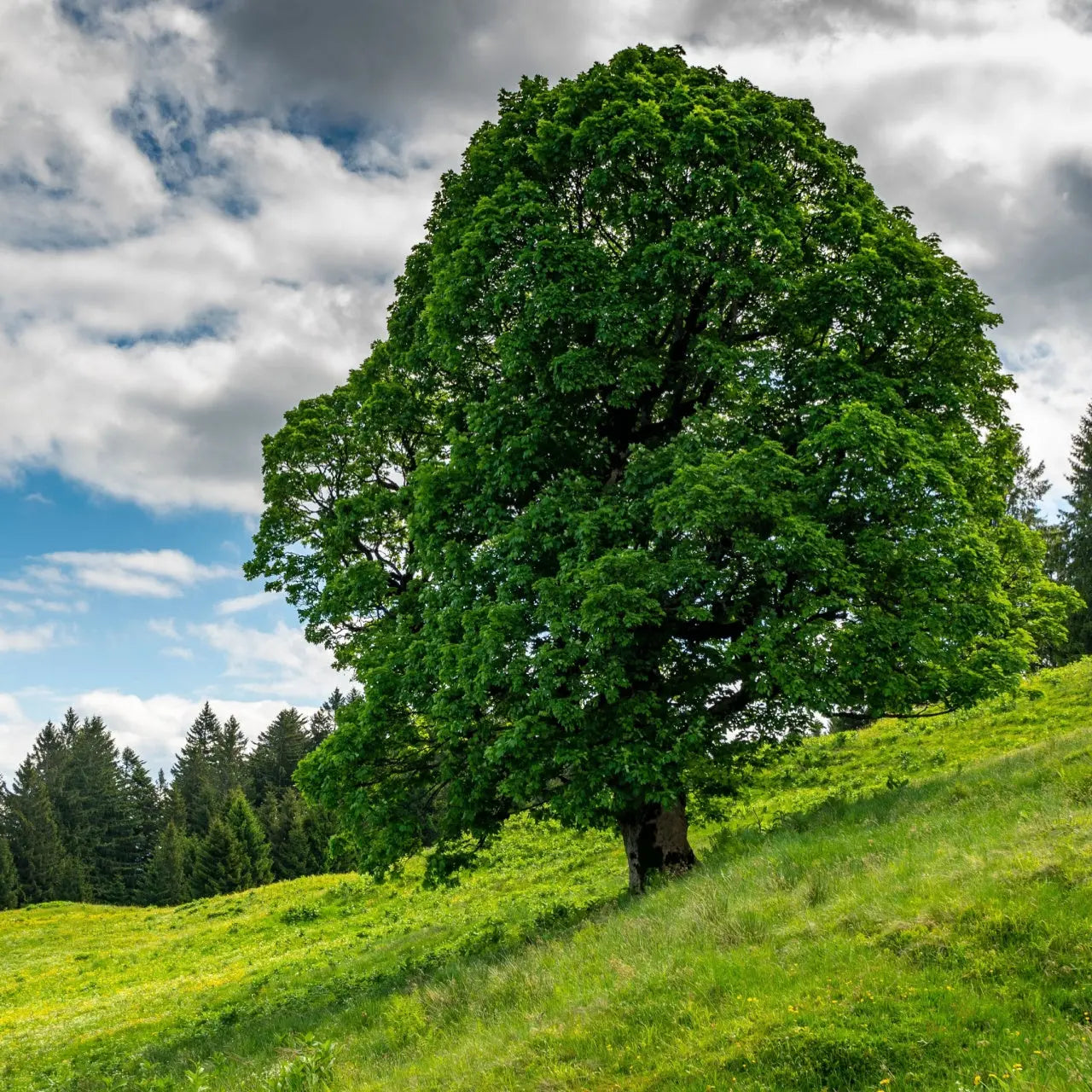 Lush full-bodied Sycamore Tree with dense green foliage on grassy hill