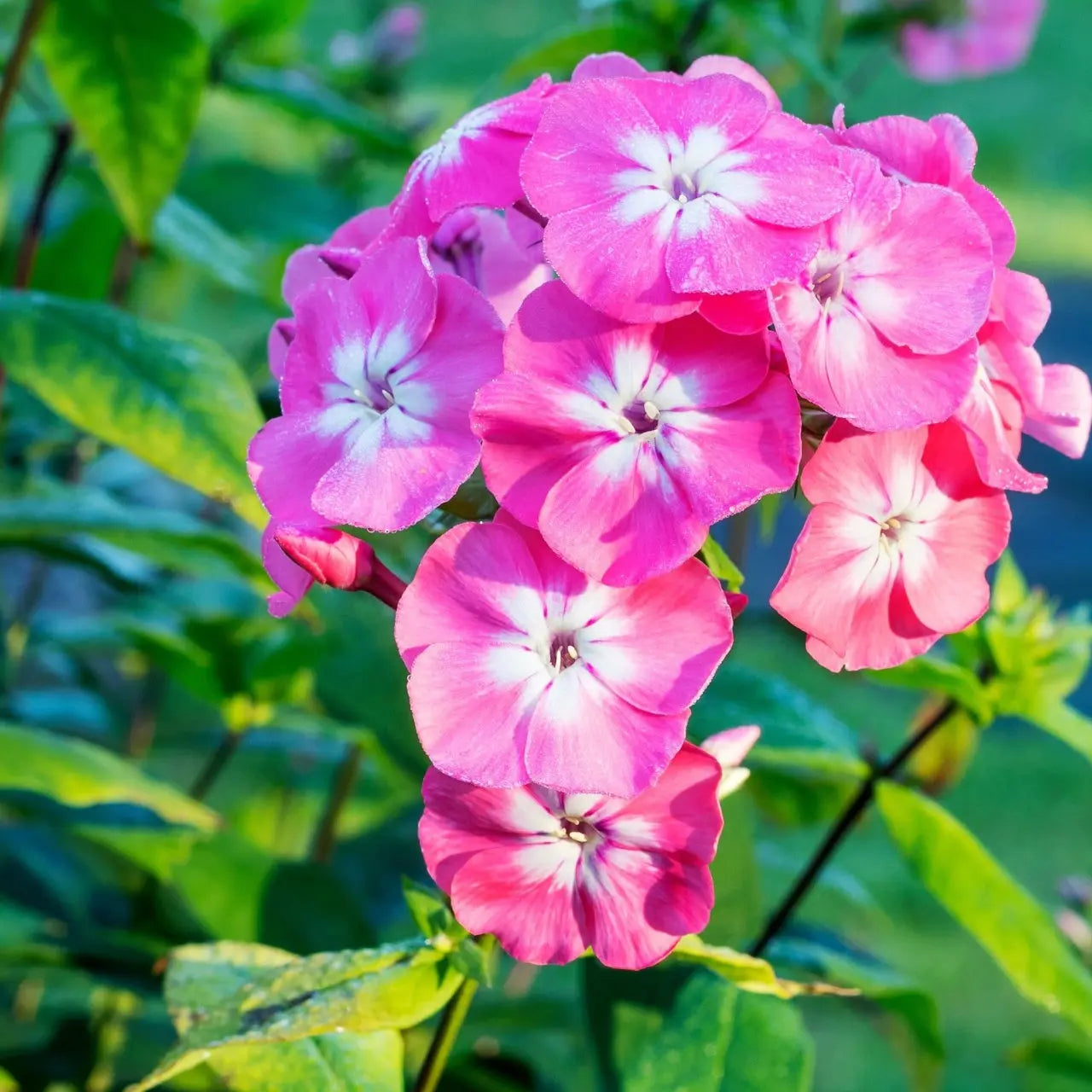 Tall Phlox Plant: vibrant pink flowers with white centers and ruffled petals