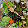 Vibrant green moss terrarium kit with orange fungi, pinecones, lichen, plants
