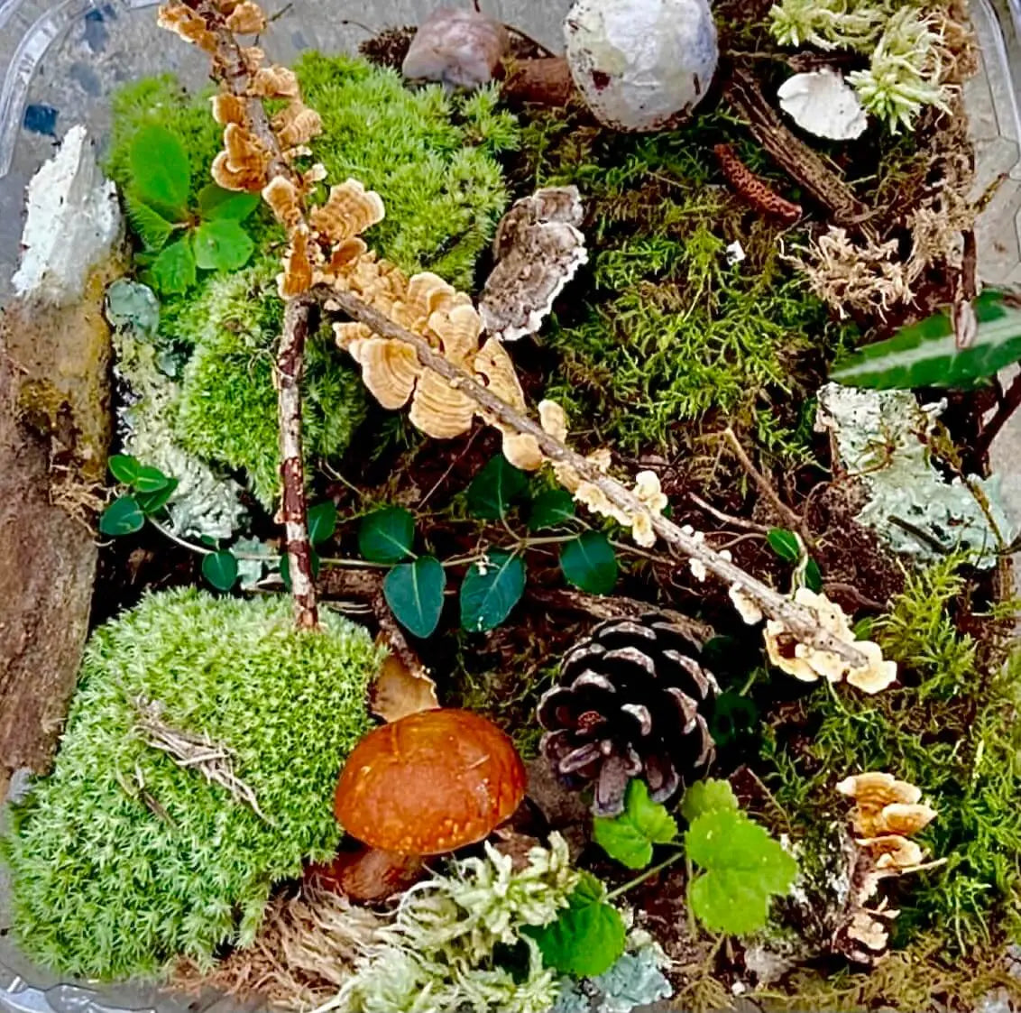 Vibrant green moss terrarium kit with orange fungi, pinecones, lichen, plants
