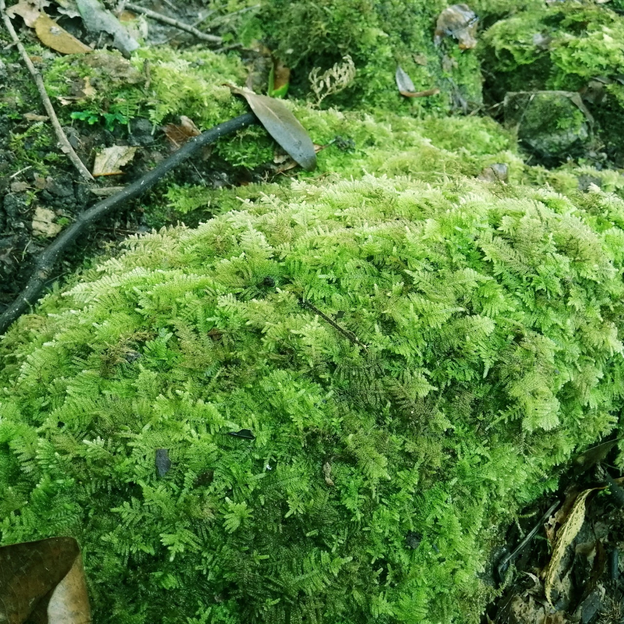 Thuidium Mosses