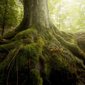 Massive tree trunk with moss-covered roots and rugged bark in Tree Moss product