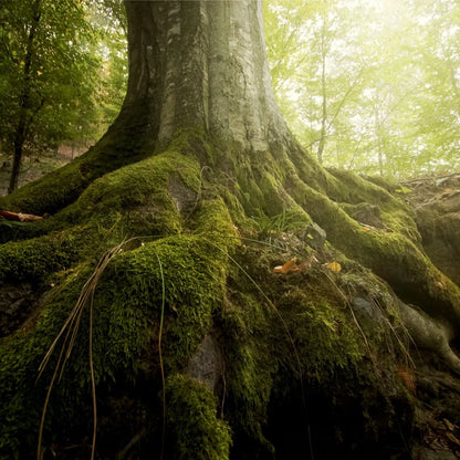 Massive tree trunk with moss-covered roots and rugged bark in Tree Moss product