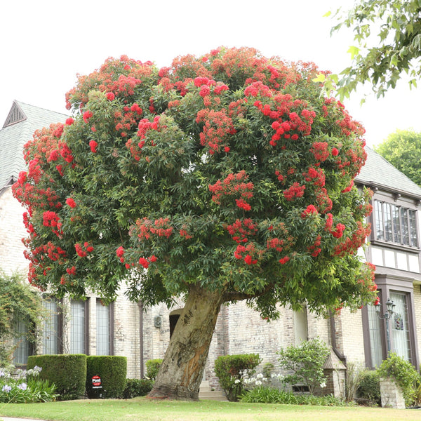 Tree Of Heaven