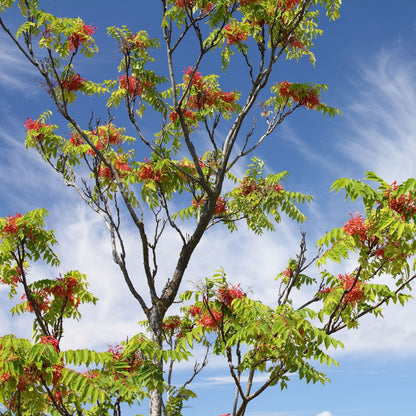 Tree Of Heaven Bloom