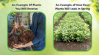 White Dogwood seedlings with root-bound brown tangled roots and green stems