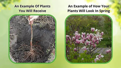 Young Sweet Gum magnolia sapling with exposed roots, ready to plant