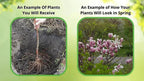 Young magnolia sapling with exposed roots and slender trunk for planting
