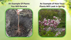 Young magnolia sapling with exposed roots and slender trunk for planting