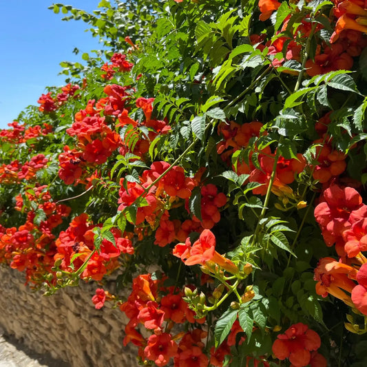 Vibrant orange trumpet creeper flowers cascading over stone wall