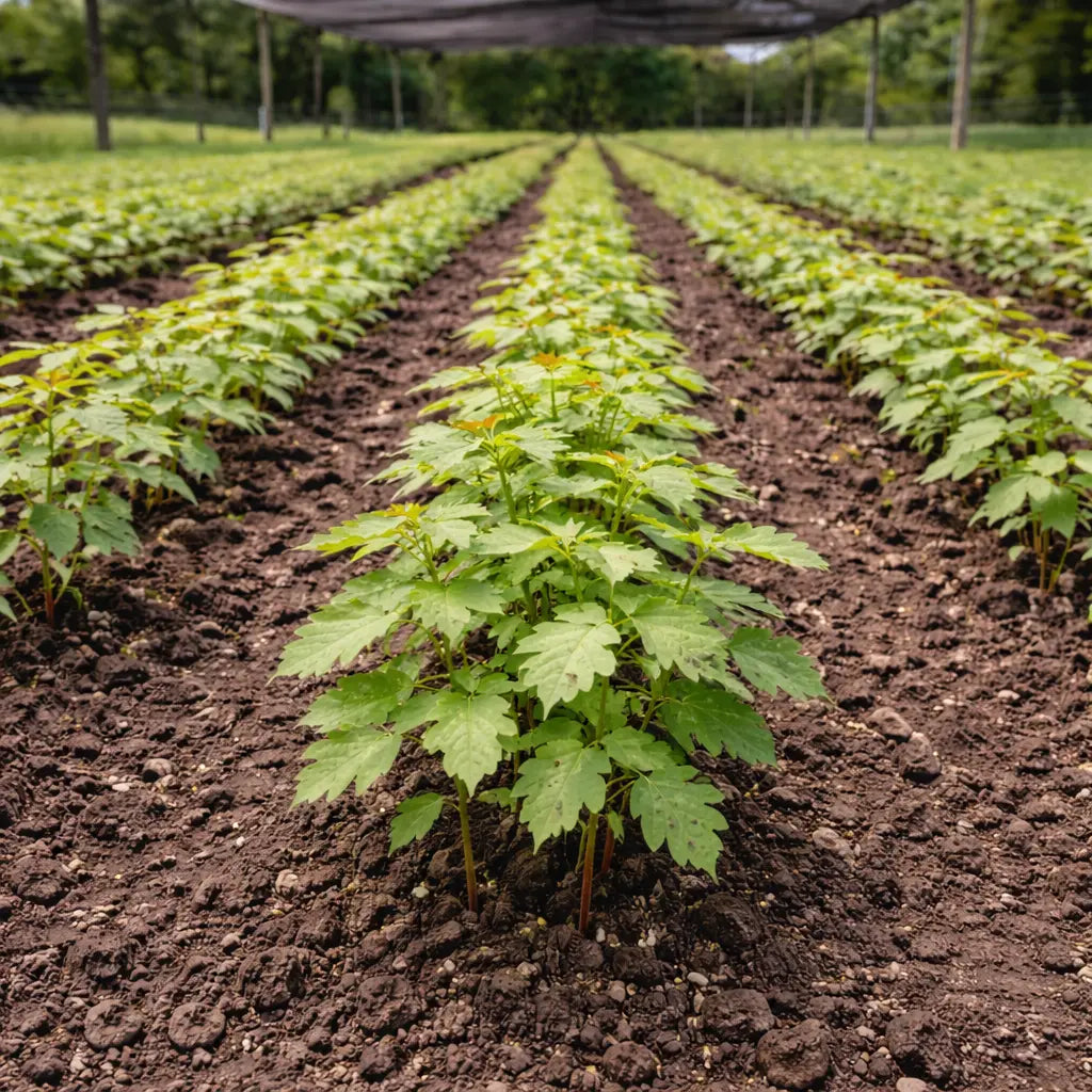 Rows of vibrant Tulip Poplar seedlings in green lines on soil under shade cloth