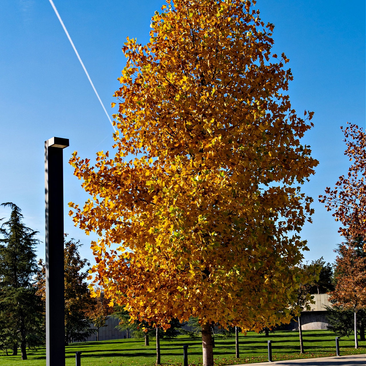 Tulip poplar tree with vibrant golden-yellow leaves against blue sky