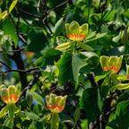 Yellow tulip poplar tree blossoms with red centers among green leaves