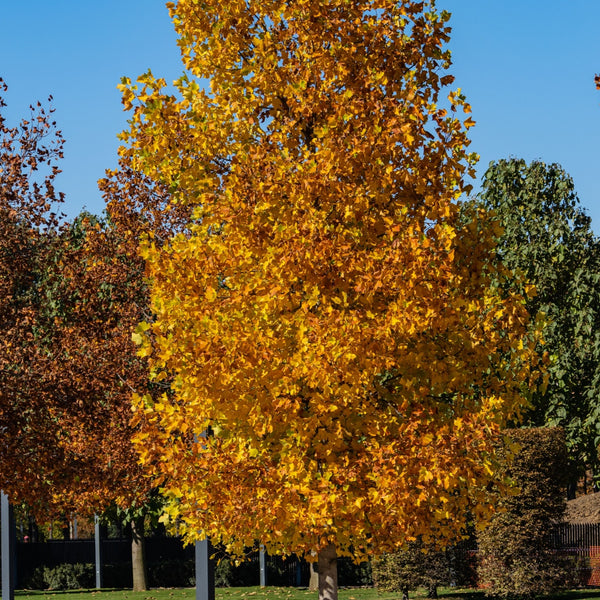 Tulip Poplar Trees