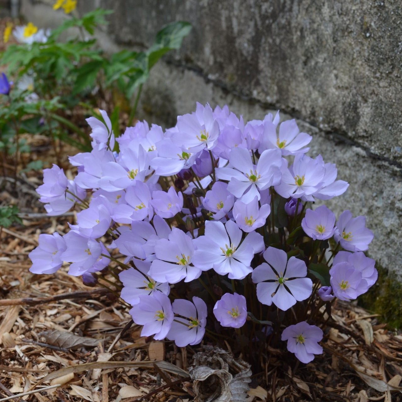 Twinleaf Plants